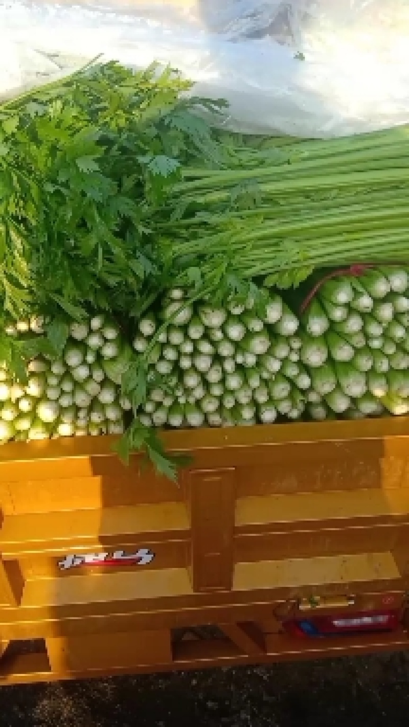 【芹菜】河北优质西芹大量供应对接各大市场电商商超