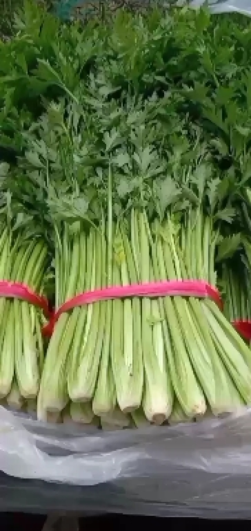 【芹菜】河北优质西芹大量供应对接各大市场电商商超