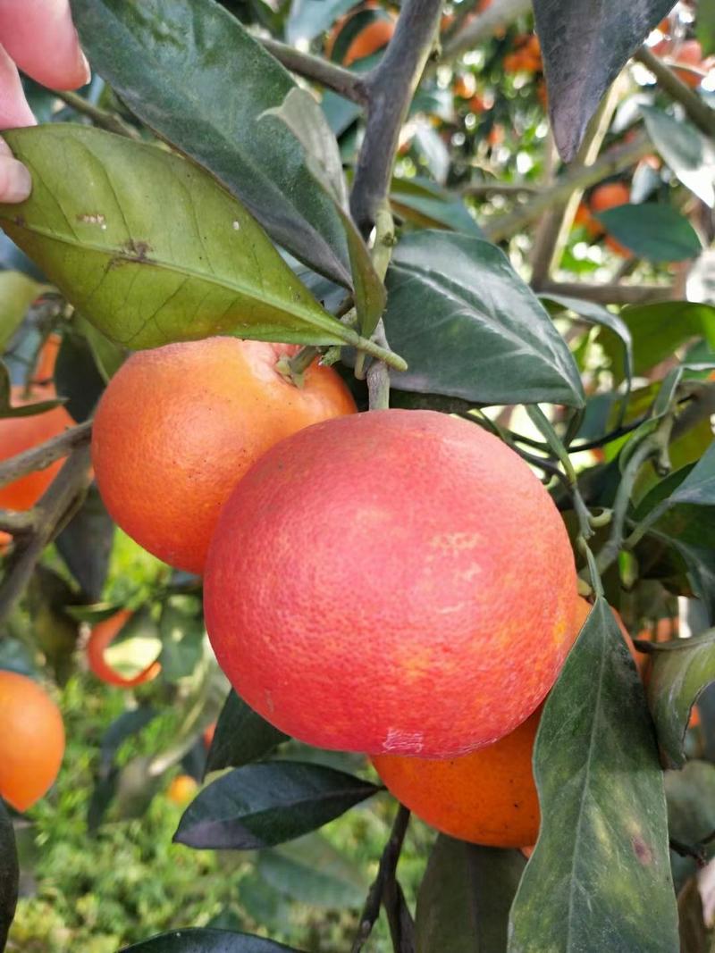 长寿湖塔罗科血脐橙。自然成熟季节水果。无任何添加。