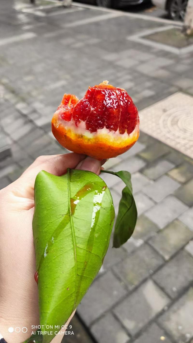 长寿湖塔罗科血脐橙。自然成熟季节水果。无任何添加。