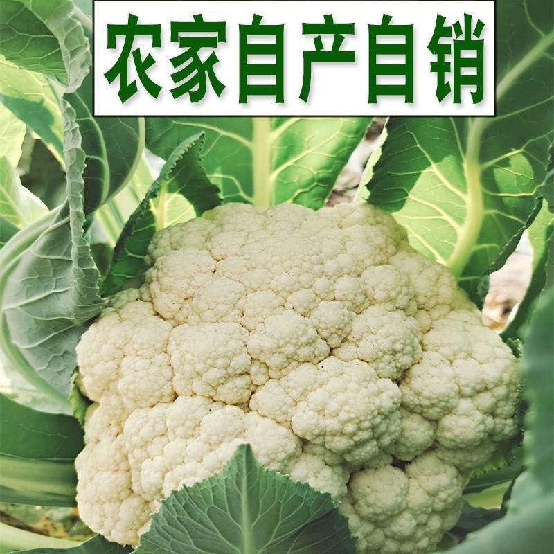 松花菜散花实花西兰花菜花有机花菜欢迎来电咨询