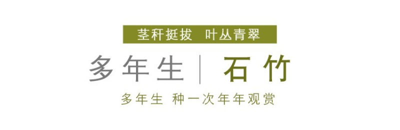 五彩石竹种子常夏石竹花种籽四季开花混色多年生庭院景观绿化