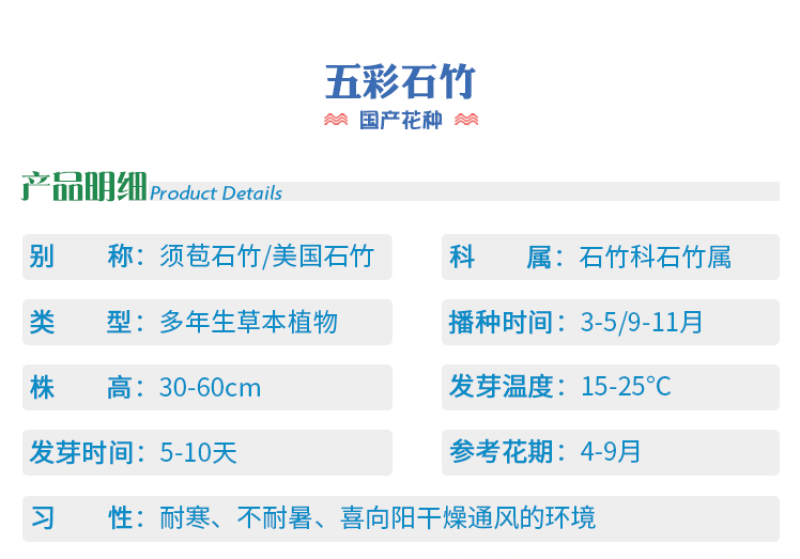 五彩石竹种子常夏石竹花种籽四季开花混色多年生庭院景观绿化