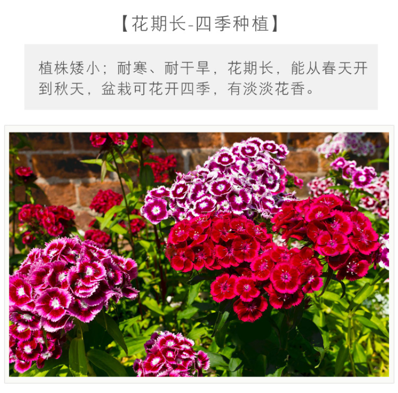 五彩石竹种子常夏石竹花种籽四季开花混色多年生庭院景观绿化