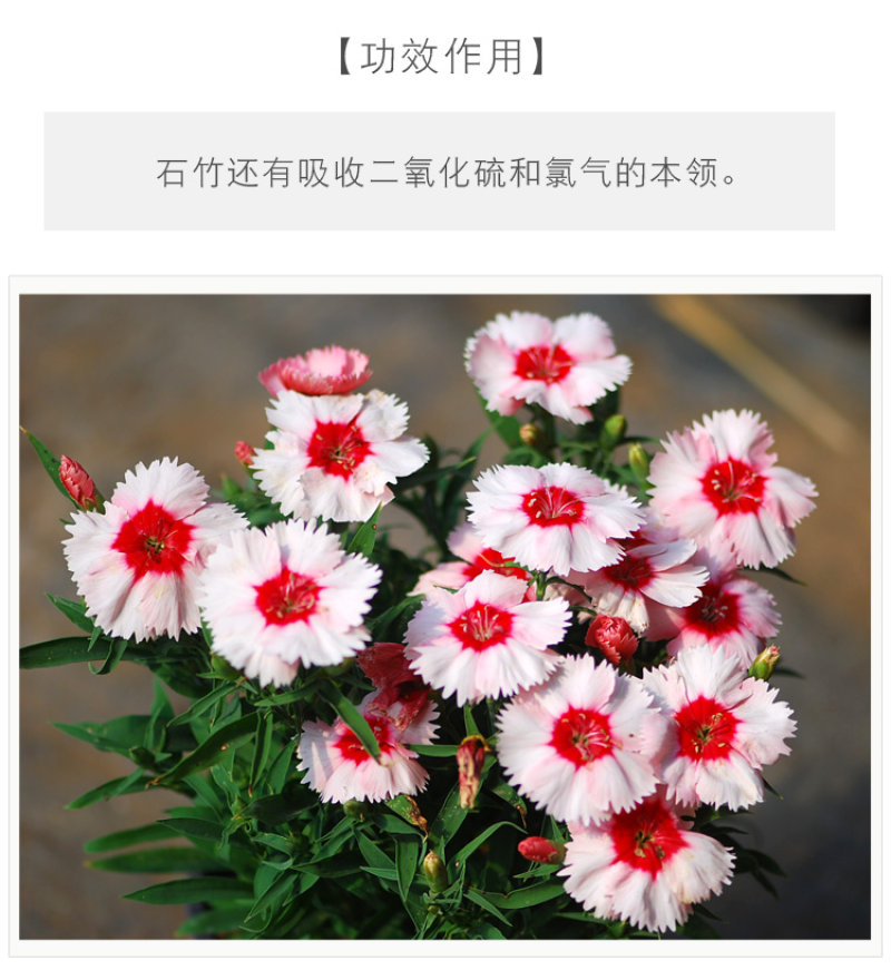五彩石竹种子常夏石竹花种籽四季开花混色多年生庭院景观绿化