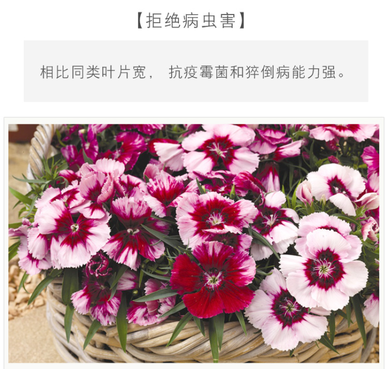 五彩石竹种子常夏石竹花种籽四季开花混色多年生庭院景观绿化