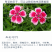 五彩石竹种子常夏石竹花种籽四季开花混色多年生庭院景观绿化