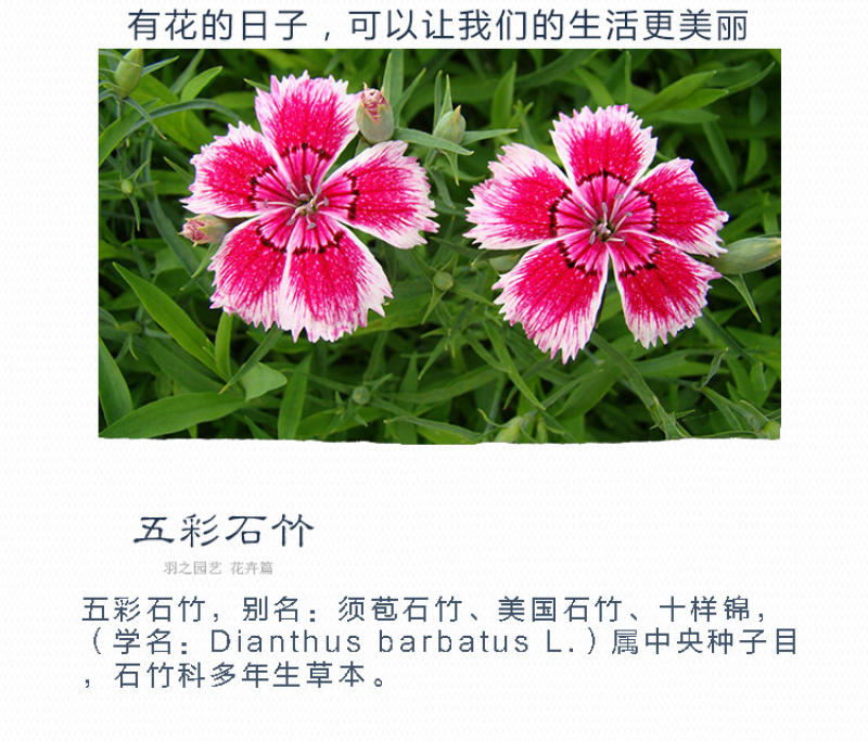 五彩石竹种子常夏石竹花种籽四季开花混色多年生庭院景观绿化