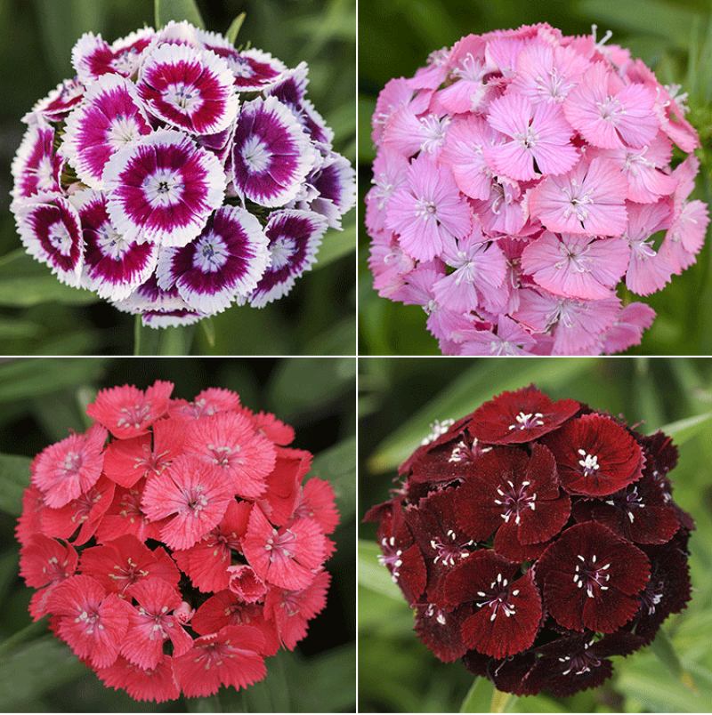 五彩石竹种子常夏石竹花种籽四季开花混色多年生庭院景观绿化
