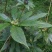 优质高产量重楼种苗。重楼为百合科植物。别名，七叶一枝花！