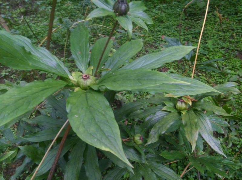优质高产量重楼种苗。重楼为百合科植物。别名，七叶一枝花！