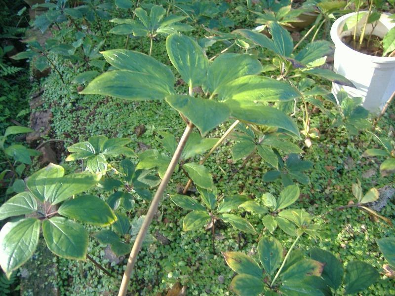 优质高产量重楼种苗。重楼为百合科植物。别名，七叶一枝花！