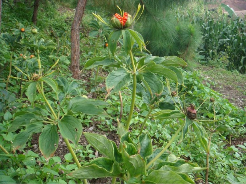 优质高产量重楼种苗。重楼为百合科植物。别名，七叶一枝花！
