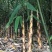 大山深处野生竹笋口感脆嫩现挖现发欢迎采购