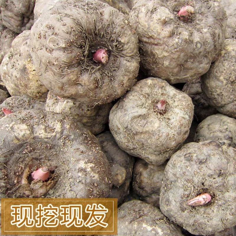 【魔芋】精品高山魔芋产地直供现挖现发欢迎采购
