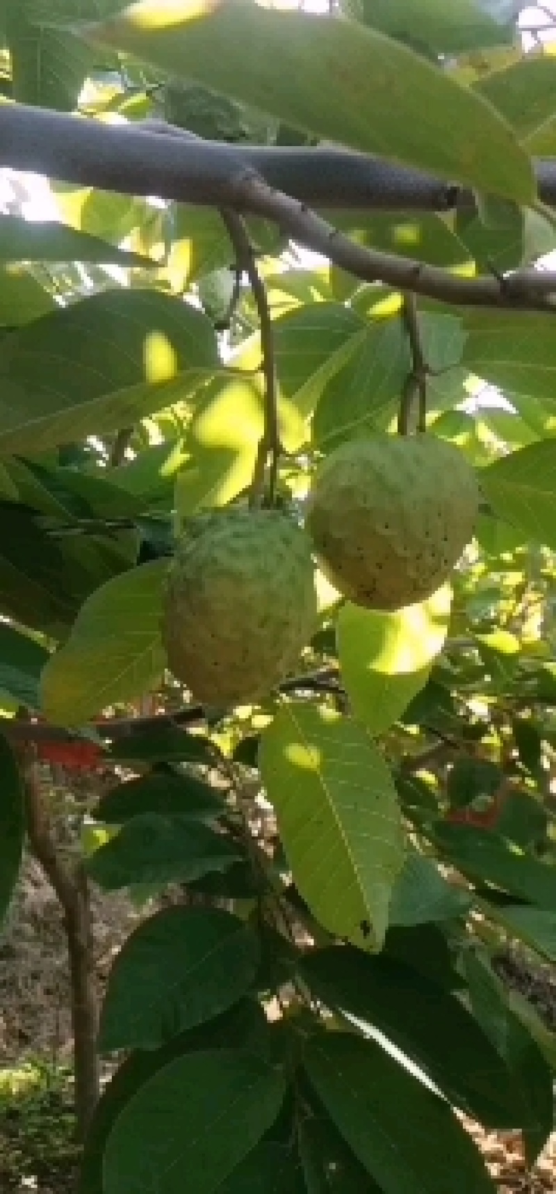 释迦果