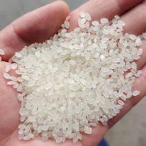 大米大量批发圆粒大米珍珠米五谷杂粮袋装50斤