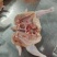 西装鸡，817西装鸡