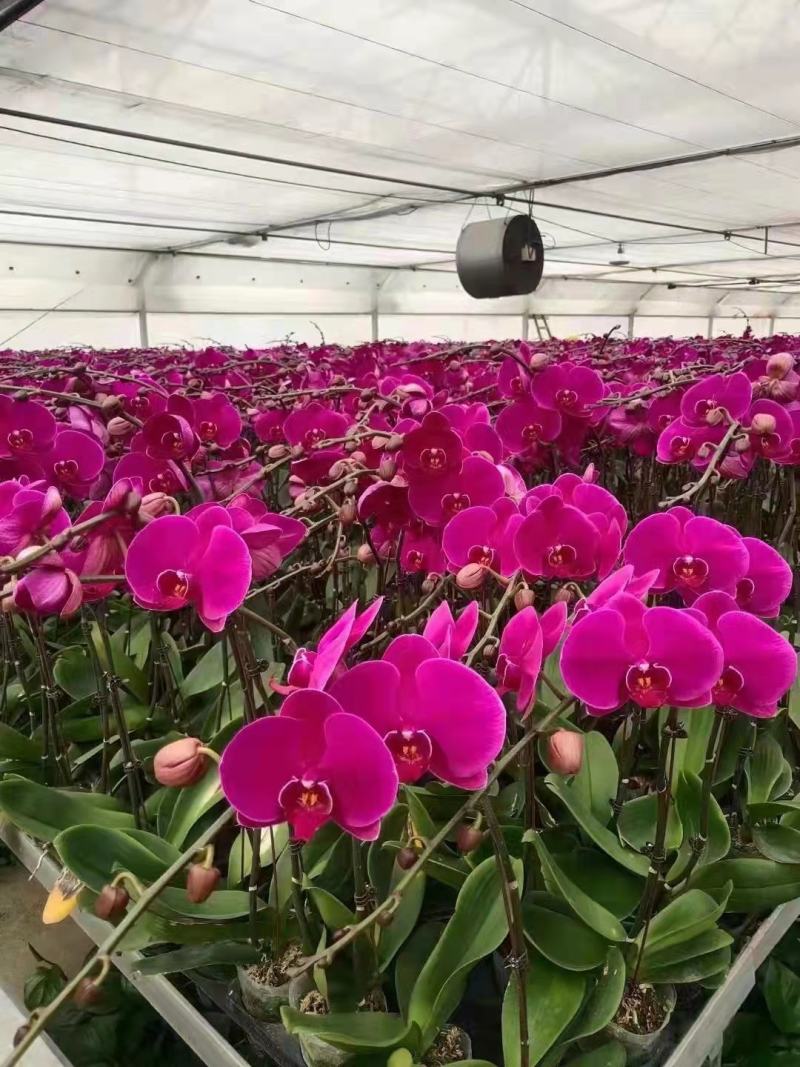 大辣椒蝴蝶兰年宵花大红花现货基地直发一箱20株
