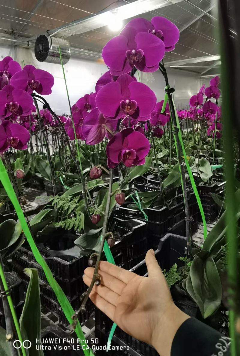 大辣椒蝴蝶兰年宵花大红花现货基地直发一箱20株