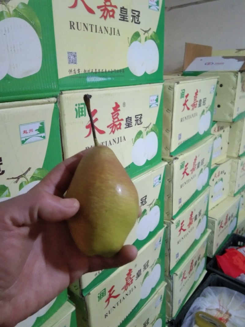 精品黄冠和红香酥梨