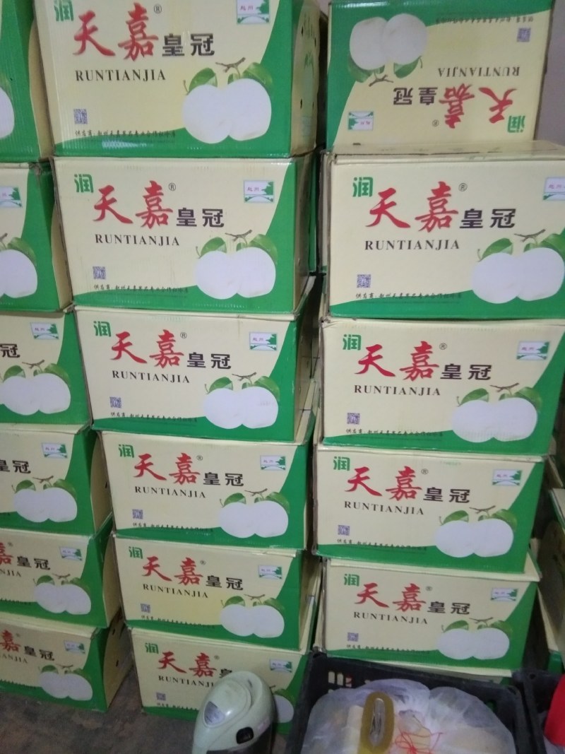 精品黄冠和红香酥梨