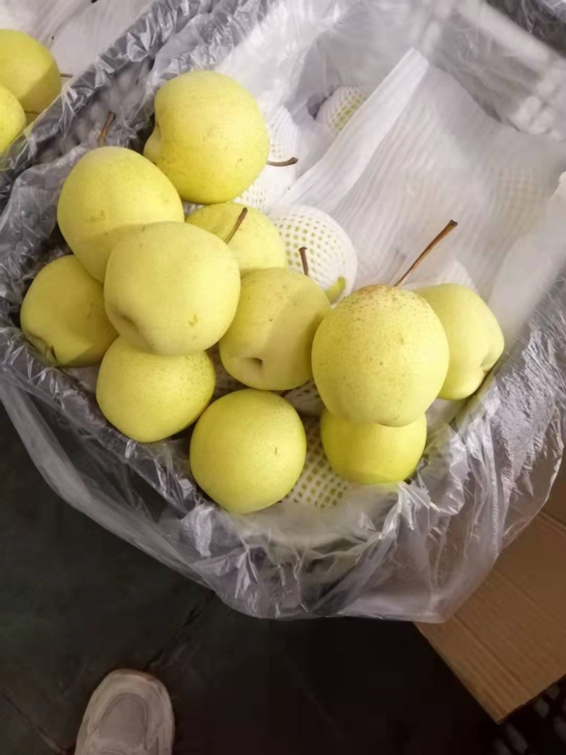 【诚信经营】赵县雪花梨一手货源充足全国发货品质保证