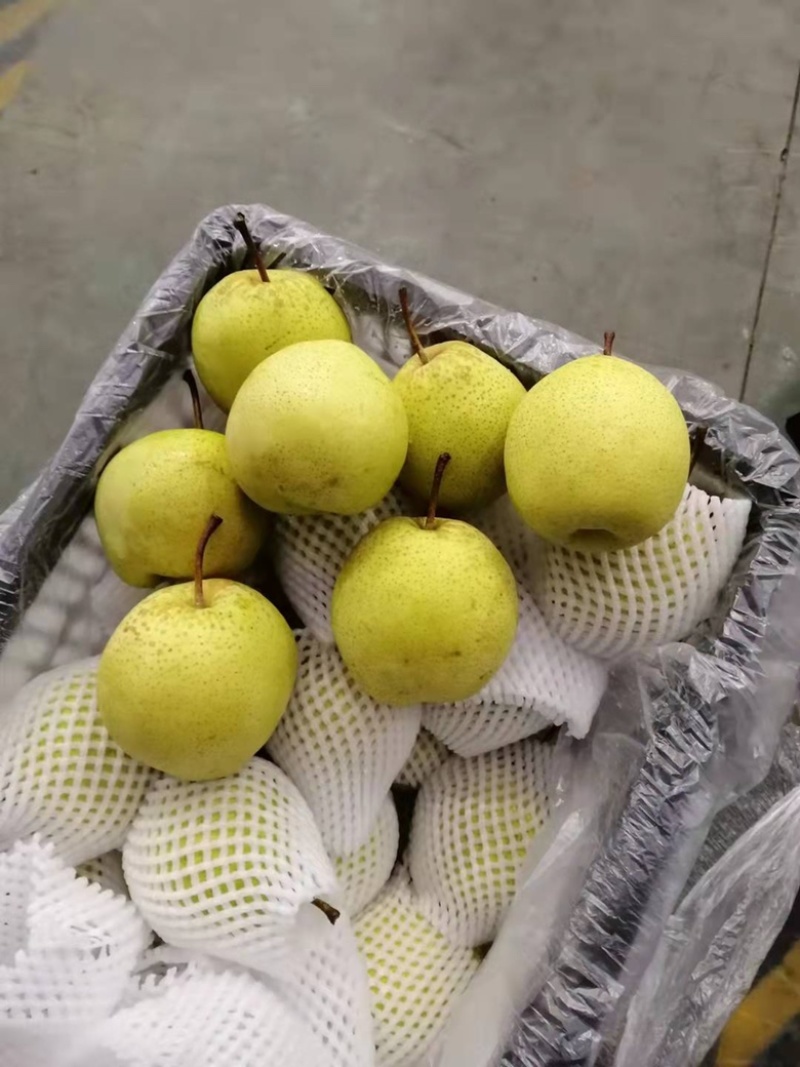 【诚信经营】赵县雪花梨一手货源充足全国发货品质保证