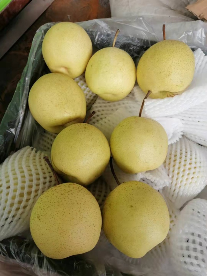 【诚信经营】赵县雪花梨一手货源充足全国发货品质保证