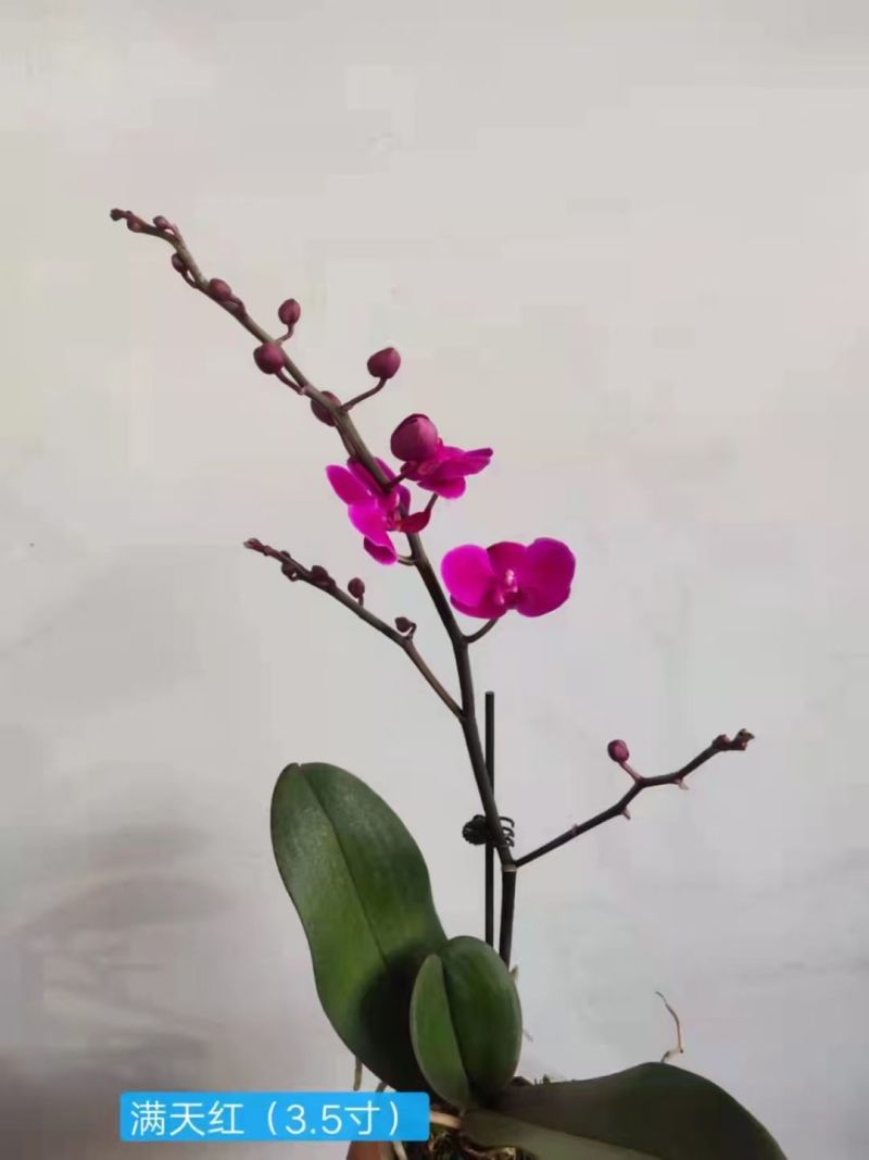 满天红3.5寸单梗分叉蝴蝶兰年宵花大红花基地直发一箱