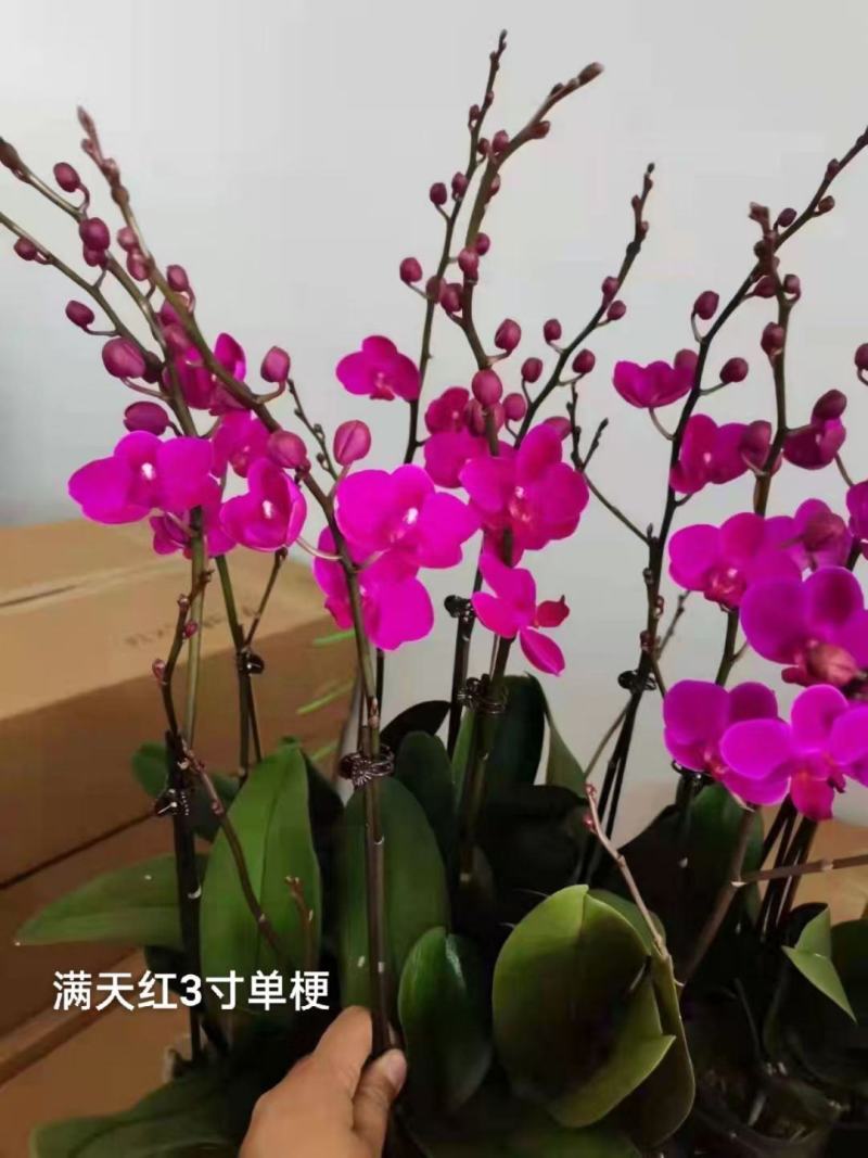 满天红3.5寸单梗分叉蝴蝶兰年宵花大红花基地直发一箱