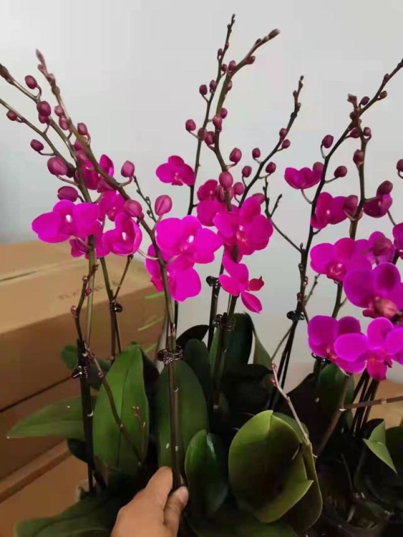 满天红3.5寸单梗分叉蝴蝶兰年宵花大红花基地直发一箱