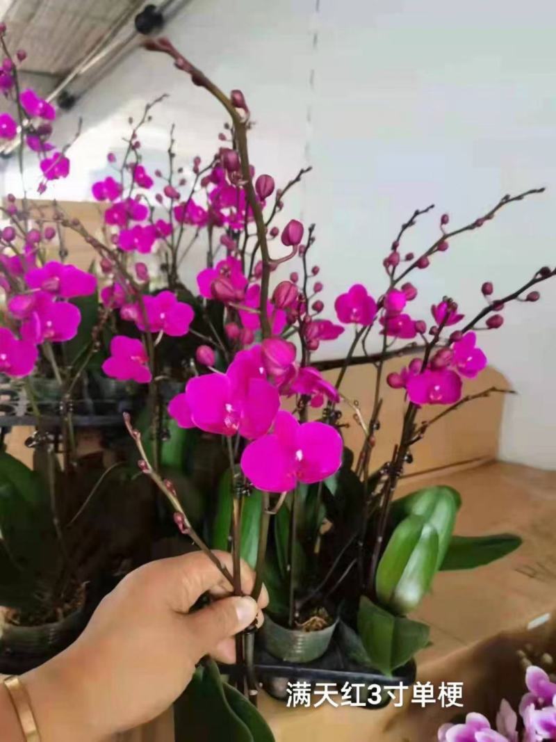 满天红3.5寸单梗分叉蝴蝶兰年宵花大红花基地直发一箱
