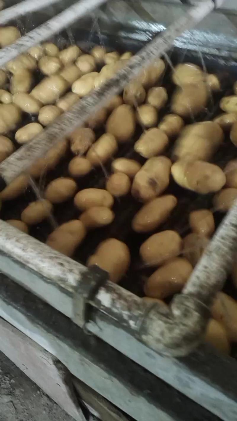 阿克苏市土豆