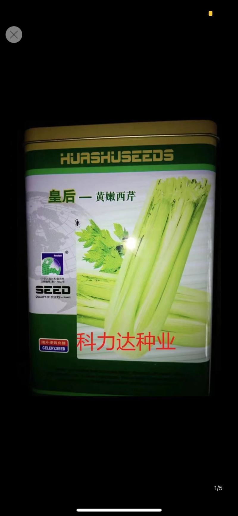 西芹苗，特级苗，根好苗肥，专业育苗技术15年，欢迎来电！