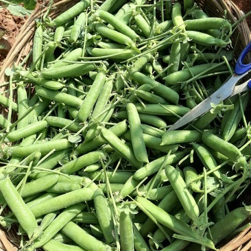 正宗天然新鲜豌豆直供基地