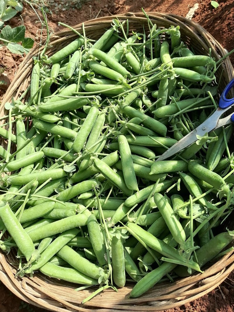 正宗天然新鲜豌豆直供基地