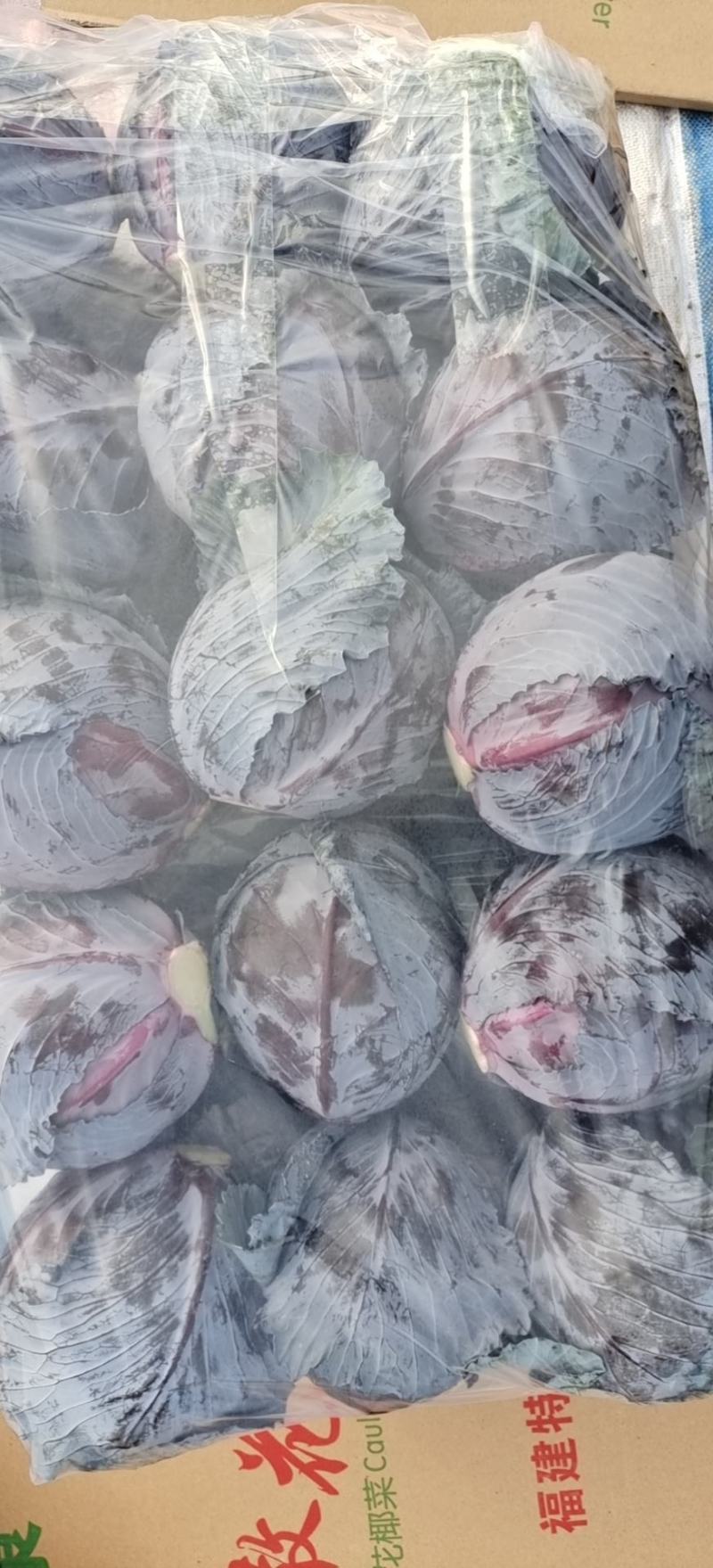 福建精品紫甘蓝