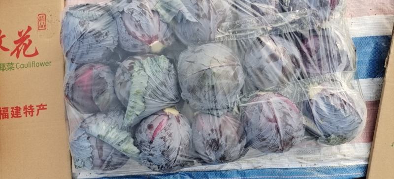 福建精品紫甘蓝