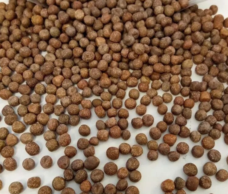 进口枫豆，火锅店发豆芽，优质鸽粮。源头进口厂家，量大从优