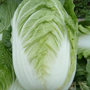 白菜大白菜