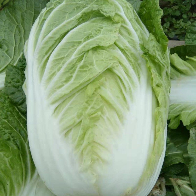 白菜大白菜
