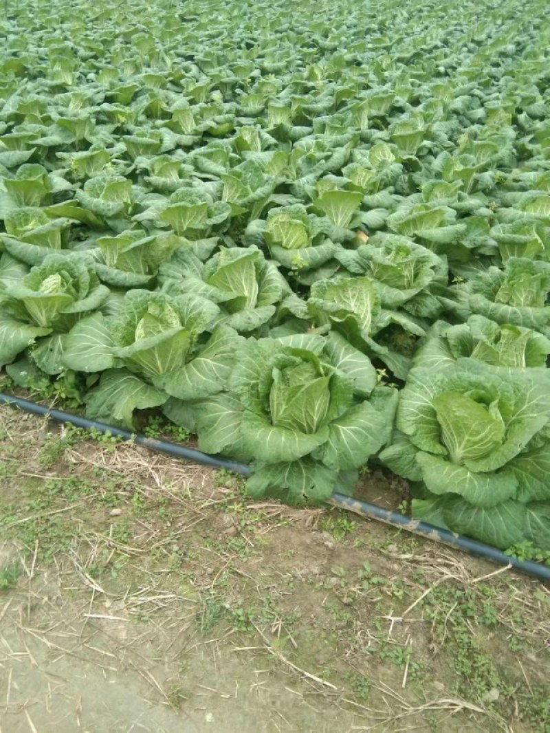 白菜大白菜