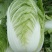 白菜大白菜