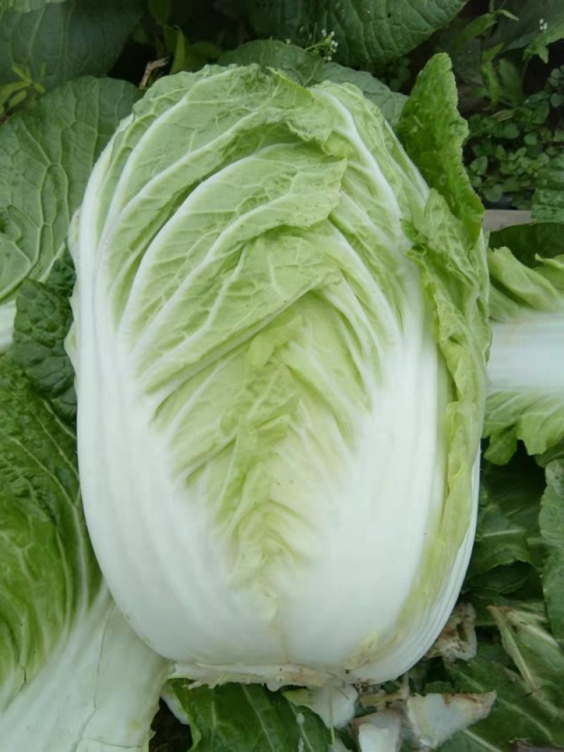 白菜大白菜