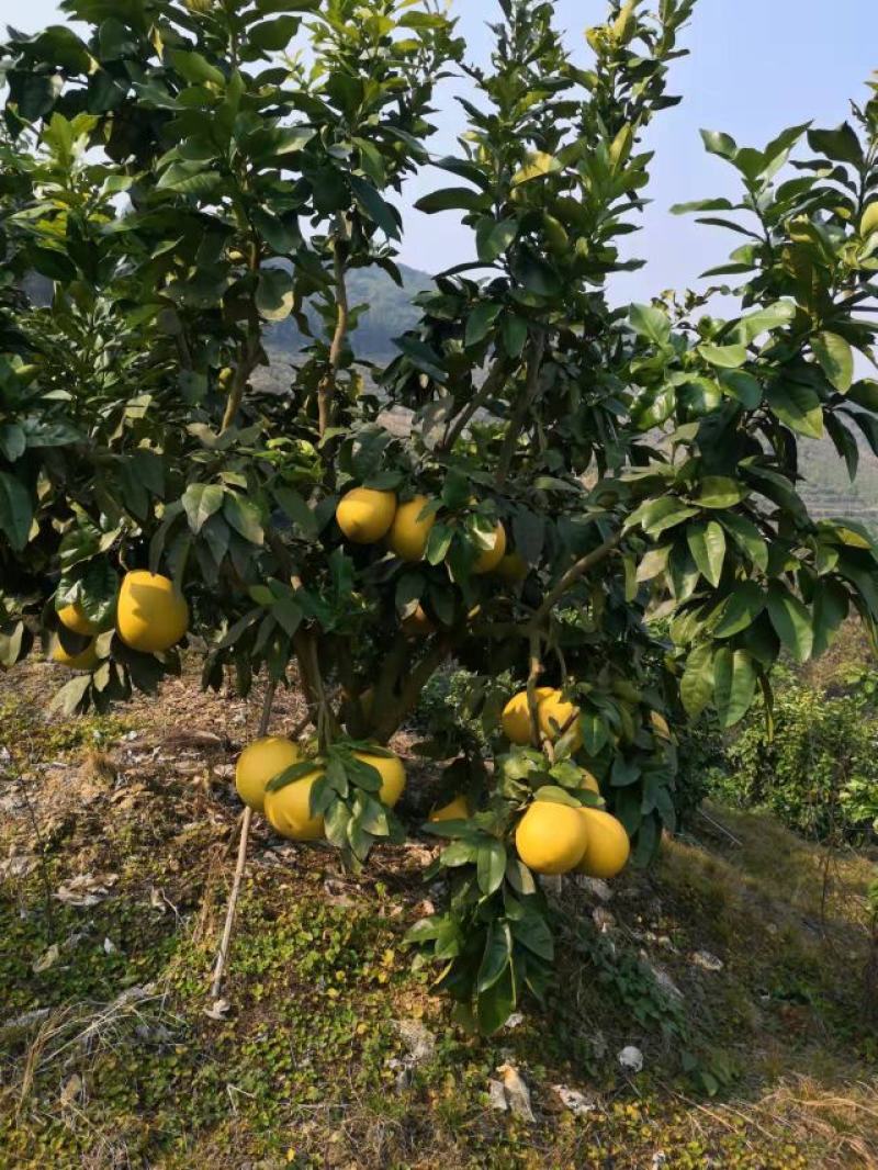 红心蜜柚