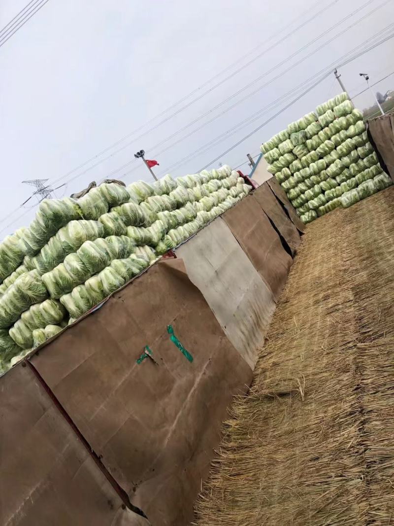 精品黄心大白菜，无病害，手工干净，专业劳务队打包量大从优