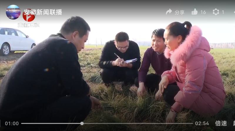藏红花批发种球种苗种子基地合作社保质量包回收创业致富