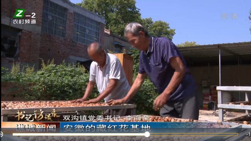 藏红花批发种球种苗种子基地合作社保质量包回收创业致富