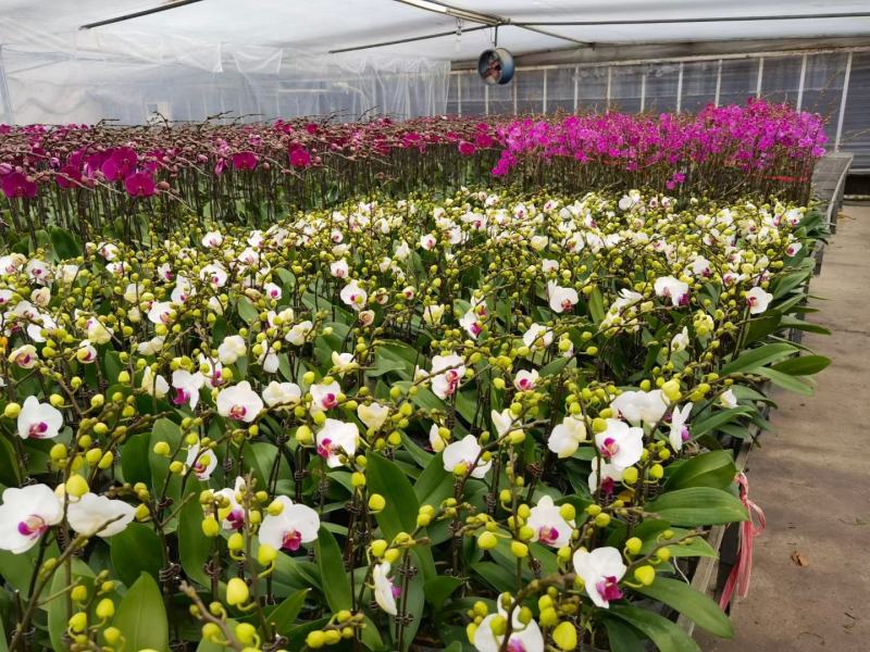 蝴蝶雪玉3寸双梗年宵花，白花红心，基地直发，一箱30